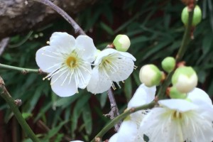 20160109　ウメの花が咲いています (5)